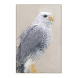 Steely Gaze: Gray Hawk Portrait Rug