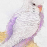 Lavender Whisper: Violet and White Budgie Portrait
