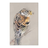 Feathered Beauty: Brambling Portrait Rug