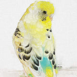 Golden Whisper: Yellow and White Budgie Portrait