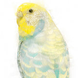 Tropical Breeze: Yellow and Turquoise Budgie