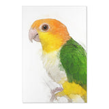 Caique Parrot Bliss: Whimsical Area Rug