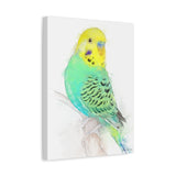 Bright Spirit Budgie