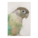 Chirpy Charm: Conure Portrait Area Rug