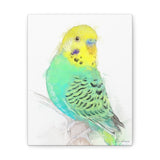 Turquoise & Sunshine Budgie Canvas Wall Art