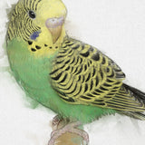 Emerald Harmony: A Green and Yellow Budgie's Portrait