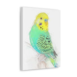 Turquoise & Sunshine Budgie Canvas Wall Art