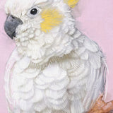 Yellow Crested Cockatoo Canvas No.16