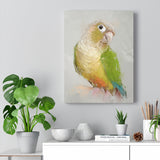 Feathered Joy 2: Green Cheeked Conure Portrait