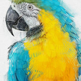 lue & Yellow Macaw – Tropical Bird Wall Art