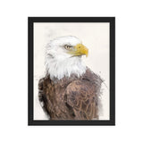 Majestic Freedom Bald Eagle Framed Print