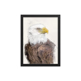 Majestic Freedom Bald Eagle Framed Print