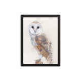 Wings of Wisdom Barn Owl Framed Print