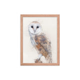 Wings of Wisdom Barn Owl Framed Print