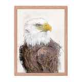 Majestic Freedom Bald Eagle Framed Print