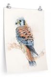 American Kestral Paper Print