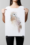 Barred Owl Paper Print