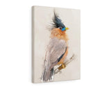 Brahminy Starling Canvas