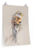 Brambling Paper Print