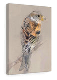 Brambling Canvas