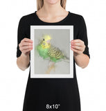 Budgie Framed Print