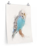 Budgie Paper Print