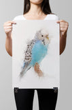 Budgie Paper Print