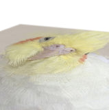 Cockatiel Canvas No.6