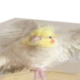 Cockatiel Canvas No.8