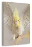 Cockatiel Canvas No.8