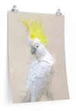 Cockatoo Paper Print