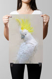 Cockatoo Paper Print