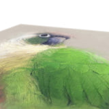 Green Cheeked Conure Canvas No.6