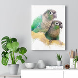 Green Cheeked Conure Canvas No.9