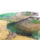 Green Cheeked Conure Canvas No.9