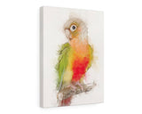 Pineapple Conure Canvas