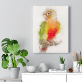 Pineapple Conure Canvas