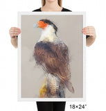 Crested Caracara Framed Print