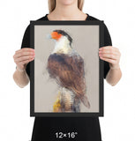 Crested Caracara Framed Print