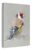 European Goldfinch Canvas