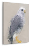 Gray Hawk Canvas