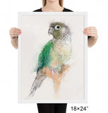 Green Cheeked Conure Framed Print No.2