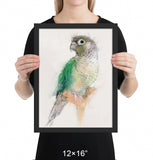 Green Cheeked Conure Framed Print No.2