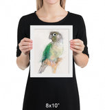 Green Cheeked Conure Framed Print No.2