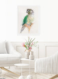 Green Cheeked Conure Framed Print No.2