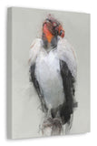 King Vulture Canvas