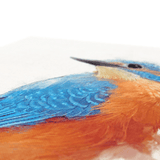 Common Kingfisher Canvas