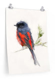 Orange Minivet Paper Print