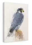 Peregrine Falcon Canvas