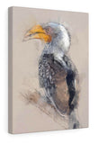 Southern Yellow-Billed Hornbill Canvas